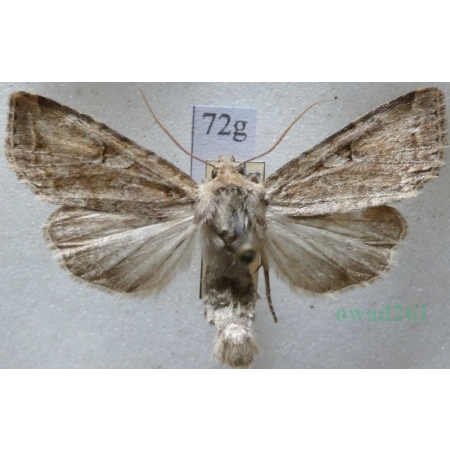 Apterogenum ypsillon (Denis & Schiffermüller, 1775) Slovakia72g